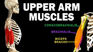 UPPER LIMB MUSCLES 36  UPPER ARM MUSCLES [upl. by Panther]