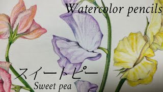 【スイートピー】31 【水彩色鉛筆】三色のスイートピーを描く  Drawing sweet pea【画材紹介】 [upl. by Eatnoled]