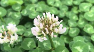 Trifolium repens White clover Dutch clover Ladino Ak üçgül Yonca  IMG 0582 [upl. by Aer698]