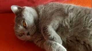 Chartreux cat Rommy  meow [upl. by Ibba]