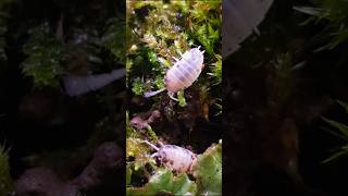 Porcellio laevis quotDairy Cowquot isopods terrarium [upl. by Pergrim]