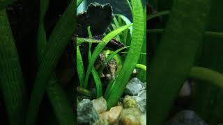 গুচি বাইমBarred Spiny Eel Macrognathus pancalus [upl. by Ahsenroc835]