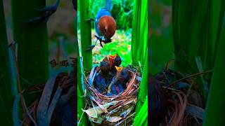 The vinousthroated parrotbill is a species of parrotbill in the family 🐦 birds wildlife shorts [upl. by Coriss]