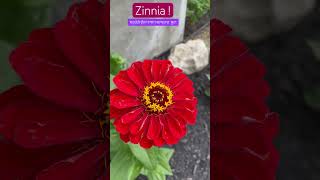 Zinnia Flower  A symbol of lasting friendship and affection [upl. by Dorothee220]