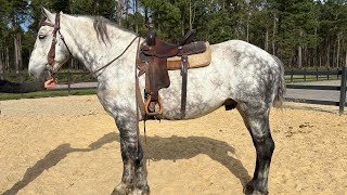 Dapple Percheron riding [upl. by Downs375]