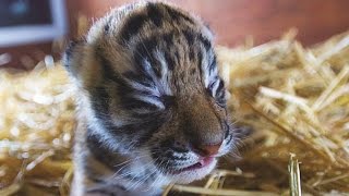 This Newborn Tiger Cubs First Steps Will Melt Your Heart [upl. by Siuraj789]