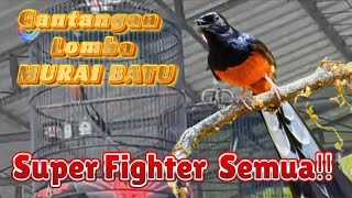 Lomba Murai Batu Gantangan BurungBurung Super Fighter‼️ [upl. by Orran]