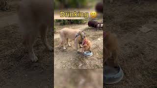 Charlie funny moments goldenretriever love [upl. by Ahsitan]