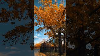 River FALLs in you 😊 fall autumn calgary yyc nature park beautiful explorepage shorts [upl. by Navert110]