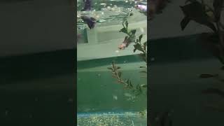 fromfryfishfarm freshwaterfish aquatics tropicalfish fishtank4 [upl. by Ahselyt]