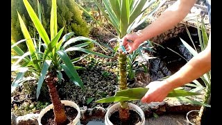 How to grow Yucca plants from cuttings [upl. by Ordnas]