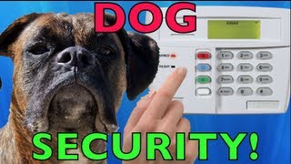 Brock the Boxer Dog Dog SECURITY SYSTEM [upl. by Appledorf]