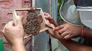 Beekeeping ideas 😱 MrBikreshJr  bee  Honey Bee Training [upl. by Einal175]