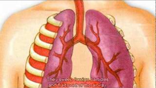 The Respiratory System [upl. by Rudd]