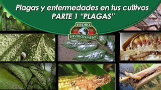 Plagas y Enfermedades en tus Cultivos  Parte 1 [upl. by Yuht154]