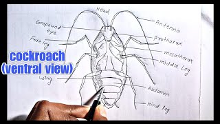 how to Draw a Cockroach ventral view Diagram how to Draw cockroach ventral view labelled Diagram [upl. by Jung]