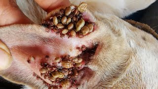 Removing All Ticks From Dog  Dog Ticks Removing Clip  Ticks Removal Videos EP 04 [upl. by Llednahc]