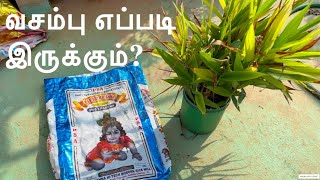 வசம்பு செடி எப்படி இருக்கும்  Vasambu Plant Growing in House maadithottam terracegarden [upl. by Armallas]