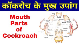 Mouth parts of cockroach  Cockroach ke mukh upang  कॉकरोच के मुख उपांग  Cockroach mouthparts [upl. by Sager]