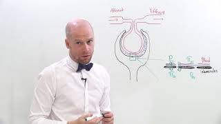 Trykkforhold  hydrostatisk og osmotisktrykk i glomerulus og Bowmans kapsel [upl. by Vanhomrigh568]