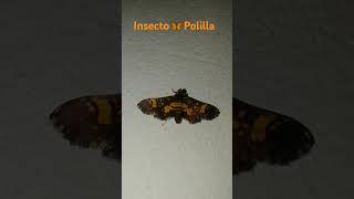 Polilla en la pared🦋insecto [upl. by Armando160]