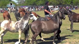 Bien Argentino  Tropillas entabladas en Bell Ville [upl. by Elison608]