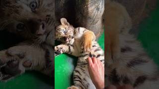 Baby tiger Cookoo love belly rubs 🫣🐯😳 tiger shorts [upl. by Tehc]