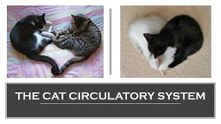 The Cat Circulatory System [upl. by Imotih457]