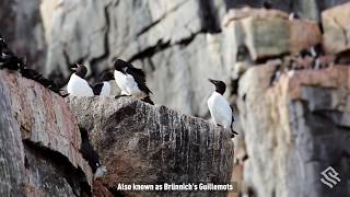 Thickbilled Murres on the Alkefjellet Cliffs Svalbard [upl. by Oinolopa]