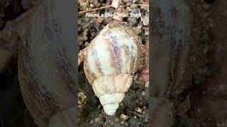 Wow😱 Died Snail Shell🐚🐌 snail shell snaishell diedsnail asmr mollusca snailcover diedshell [upl. by Stevana]