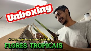 Recebendo novas espécies de Flores Tropicais Helicônias Bastão e Calatheas  Unboxing 1 [upl. by Egdamlat]