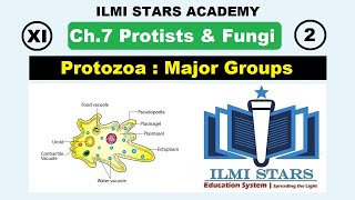 Major Groups of Protozoa Class 11 Biology Chapter 7 Protists and Fungi [upl. by Lemmor14]