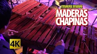 Marimba Maderas Chapinas  Concierto Orgullo Chapin  Calidad 4K [upl. by Marena616]