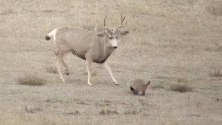 Badger vs Mule Deer [upl. by Eedyah]