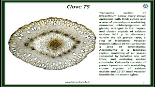 Clove bud Slideshow K S Laddha ICT [upl. by Xenophon]