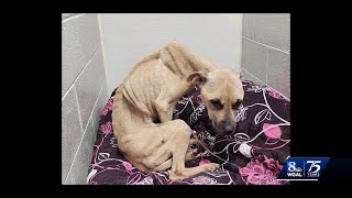 Emaciated dog being cared for by Cumberland County animal rescue [upl. by Hnad]