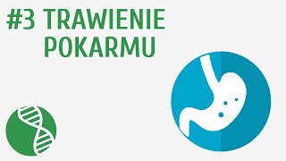 Trawienie pokarmu 3  Odżywianie [upl. by Asit]