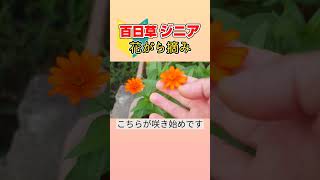 百日草ジニアの花がら摘みshorts 園芸ガーデニング百日草ジニア花がら摘み [upl. by Otha]