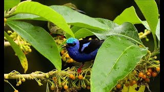 Red Legged Honeycreeper Cyanerpes cyaneus mated pair feeding in Costa Rica [upl. by Allehs]