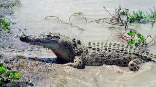 Andaman and Nicobar Island Tour Guide  Tourism  Giant Crocodile in andaman  Shape of you [upl. by Gora]