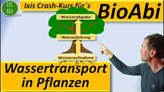 Wassertransport in Pflanzen  Wurzeln  Leitbündel Xylem  Spaltöffnungen Anwendungsaufgaben Bio [upl. by Pineda]