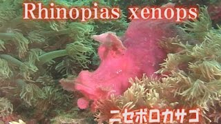 ニセボロカサゴ ニセモンではありません！ Rhinopias xenops [upl. by Krahmer]