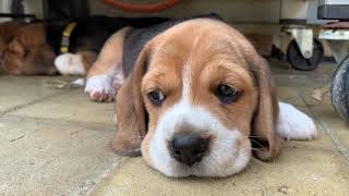 Funny Beagle Puppies Playing with siblings  Very Cute [upl. by Kurt]