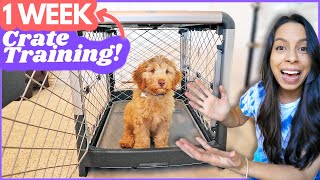 5 Crate Training Steps that ACTUALLY Work 🙌 This is how I crate trained Wally in ONE WEEK 🐶 [upl. by Alihet945]