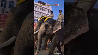 Dasara 2024 prepation✨❤️🐘elephant walking around mysuru city❤️ heavenly feeling🥰mysuru shorts [upl. by Maher]