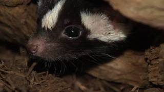 Spotted Skunks at the Bronx Zoo [upl. by Nashoma]