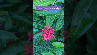 Ixora plant care tips gardening gardeningadvice YouTube shorts nature lover [upl. by Ynot]