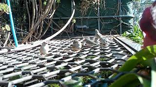 Red Browed amp Zebra Finches [upl. by Desdamona]