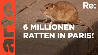 Ratten in Paris  gefährliche Plage  ARTE Re Reupload [upl. by Nairahcaz]