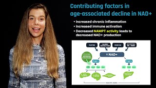 NAD in Aging Role of Nicotinamide Riboside and Nicotinamide Mononucleotide [upl. by Lexerd]